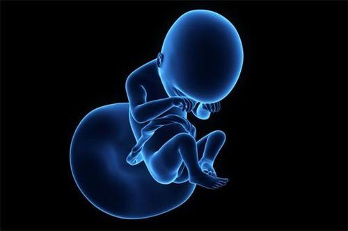 试管辅助治疗期间，胚胎的质量与什么有关系？「专家解答」